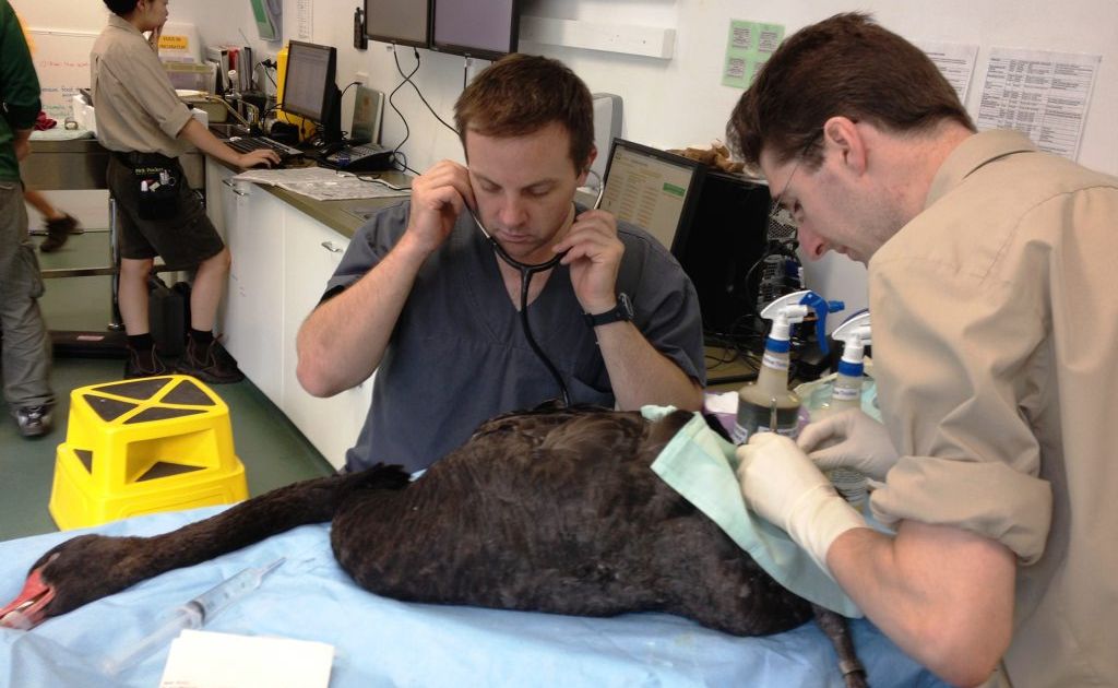 Currumbin Wildlife Hospital nurse Hamish Morrin and Dr Andrew Hill operate on a swan with dog bite injuries.